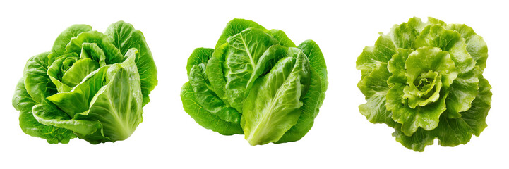 Fototapeta premium Set of Boston lettuce leaves arranged neatly on transparent png background. Ai generated