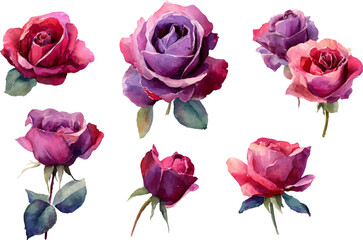 Fototapeta premium set of roses isolated on white