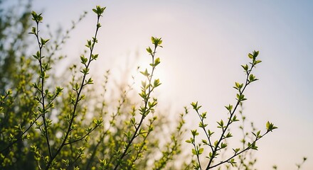 random twigs and branches, some short and some long, surrounded by soft open sky space, new green spring leaves, sunlight streaming softly through, pastel tones