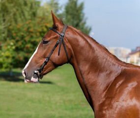 Horse. Portrait. Close-up. A thoroughbred horse of the Oryol Trotter breed. Harness racing. Trotting horse race