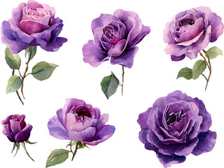 Fototapeta premium collection of pink roses