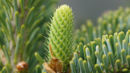 Abies nephrolepis, female flower Khingan fir with red male and purple female cones, evergreen conifer photographed in Korea.