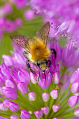 dorsal close up of a common carder bee on purple  blossom of a ball-head onion with blurred background