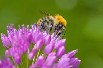 lateral close up of a common carder bee on purple  blossom of a ball-head onion with blurred green background