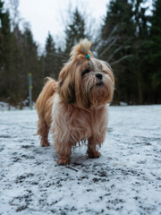 shih tzu dog stands on the road in a park in winter