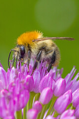 lateral close up of a common carder bee on purple  blossom of a ball-head onion with blurred green background