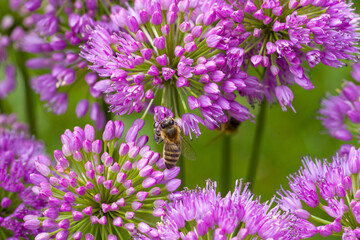 a western honeybee on a purple  blossom of a ball-head onion with blurred background
