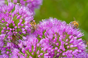 a group of western honeybees on a purple  blossom of a ball-head onion with blurred background