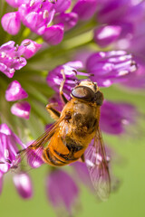 lateral close-up of a common drone fly on pink blossoms of ball-head onion in sunlight