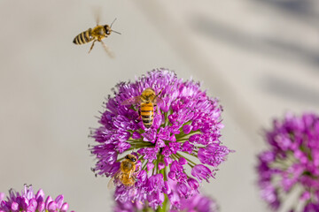 two western honeybees on a purple  blossom of a ball-head onion and one flying with blurred background