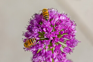 dorsal close up of two western honeybees on a purple  blossom of a ball-head onion with blurred background