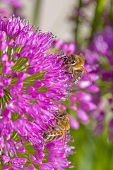 a group of western honeybees on a purple  blossom of a ball-head onion with blurred background