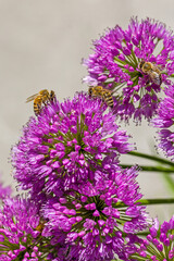 a group of western honeybees on a purple  blossom of a ball-head onion with blurred background