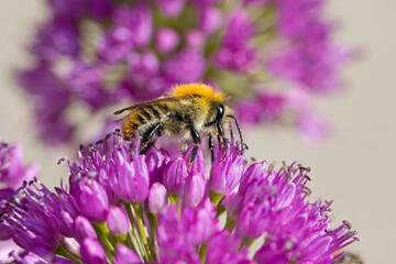 lateral close up of a common carder bee on purple  blossom of a ball-head onion with blurred background