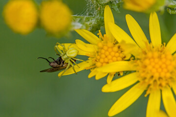 closeup view of a fly caught by a yellow flower crab spider on the yellow blossom of ragwort and green blurred background
