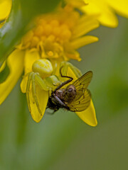 closeup view of a fly caught by a yellow flower crab spider on the yellow blossom of ragwort and green blurred background