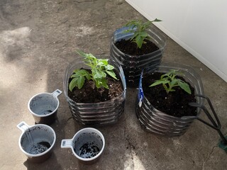 seedlings in pots