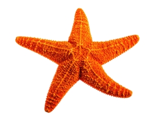 A vibrant, detailed, five-pointed marine creature against a stark black background