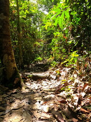 Steep Forest Trail with Natural Stairs Made of Roots and Earth, Covered in Dry Leaves