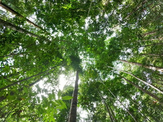 Looking Up at Tall Tree Trunks and Dense Green Canopy in a Tropical Rainforest