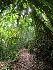 Winding Forest Trail Under a Dense Canopy of Tropical Palms and Jungle Foliage