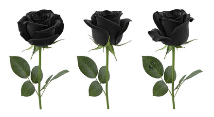 Three Gothic Black Roses Dark Bloom Set Noir Floral Arrangement Mourning Elegance Isolated on transparent background