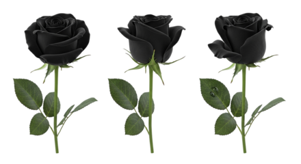 Three Gothic Black Roses Dark Bloom Set Noir Floral Arrangement Mourning Elegance Isolated on transparent background