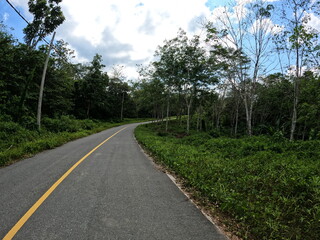 Empty Road with Yellow Line Through a Rubber Tree Plantation and Green Forest