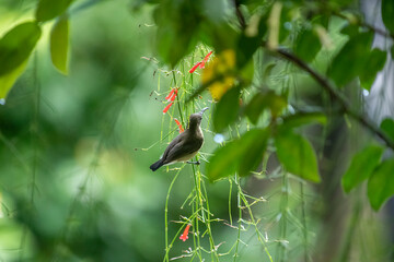 Loten's sunbird (female) is a small, olive-yellow bird with a long, curved bill, perfectly adapted for extracting nectar from the yellow, tubular flowers it is perched upon.