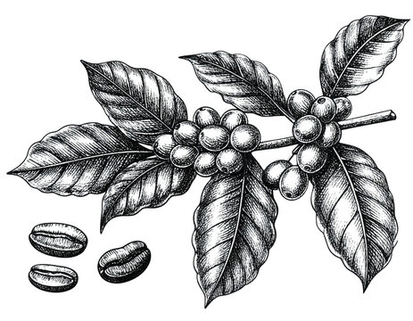 Intricate grayscale illustration of coffee plant branch with leaves and beans