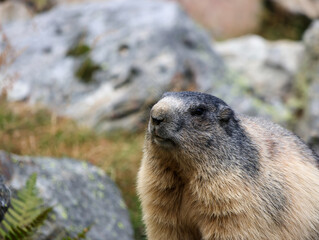 Bild von einem Murmeltier aufgenommen in der Schweiz in den Bergen von Saas Fee im Sommer