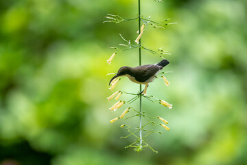 Loten's sunbird (female) is a small, olive-yellow bird with a long, curved bill, perfectly adapted for extracting nectar from the yellow, tubular flowers it is perched upon.