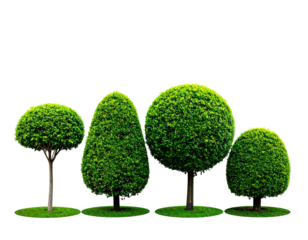 Four lush, stylized topiary trees, each with unique shapes, sit on small grass patches