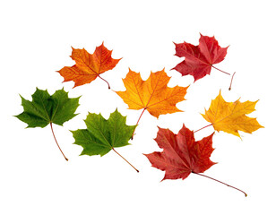 Obraz premium Seven vibrant maple leaves in varying autumn hues against a stark black background