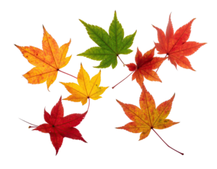 Seven colorful Japanese maple leaves, showcasing vibrant autumn hues on a black background