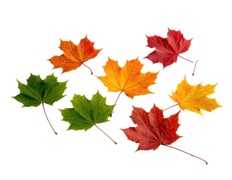 Seven vibrant maple leaves in varying autumn hues against a stark black background - Powered by Adobe