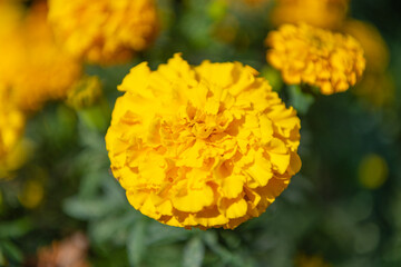 Tagetes erecta flower in summer. Beautiful orange marigold bloom in nature. Composition of nature. Summer blooming flower. Blooming flower orange color. Orange marigold flower