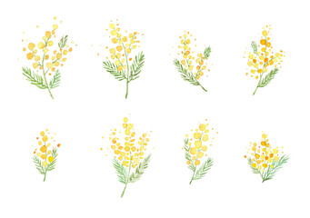 Obraz premium Watercolor mimosa flowers clipart, yellow Acacia branches botanical illustration 