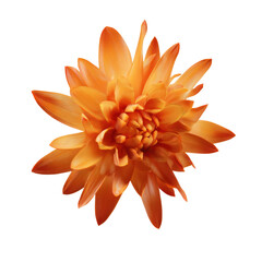 Orange Dahlia Flower Top View Isolated graphic (92 isolated on a transparent background