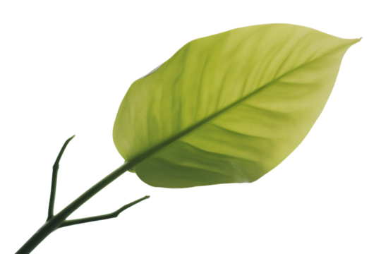 Green leaf with stem isolated on transparent background