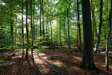 Wald 2