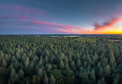 Colorful sunset over vast pine forest in Latvian countryside. Pink twilight blaze in the sky. Drone view.
