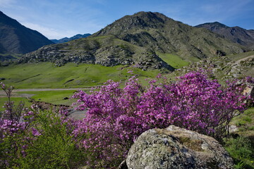 Russia. South of Western Siberia. Blooming maralnik (rhododendron) on the rocks of the Altai Mountains is a grandiose spring festival, which tourists from all over Russia seek to visit.