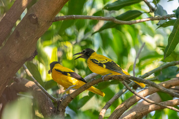 These are two Black-hooded orioles, vibrant yellow birds with glossy black heads and striking...