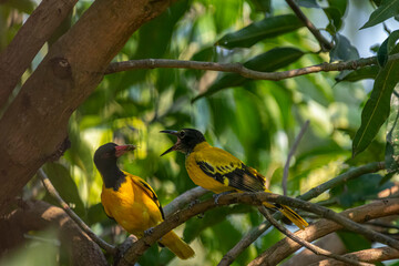 These are two Black-hooded orioles, vibrant yellow birds with glossy black heads and striking pinkish-red beaks, perched among green leaves.