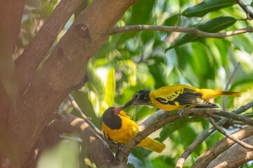 These are two Black-hooded orioles, vibrant yellow birds with glossy black heads and striking pinkish-red beaks, perched among green leaves.
