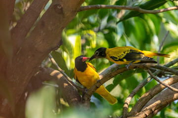 These are two Black-hooded orioles, vibrant yellow birds with glossy black heads and striking pinkish-red beaks, perched among green leaves. © NC