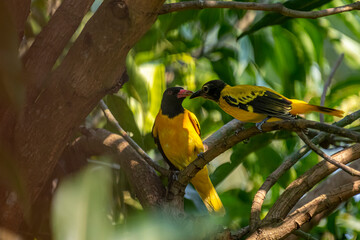 These are two Black-hooded orioles, vibrant yellow birds with glossy black heads and striking pinkish-red beaks, perched among green leaves.