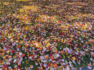 Colorful autumn leaves on the ground full frame 