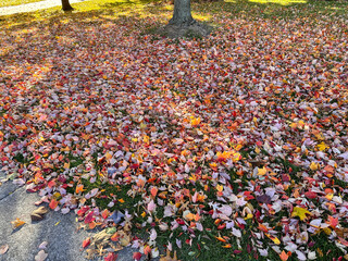 Colorful autumn leaves under a tree 